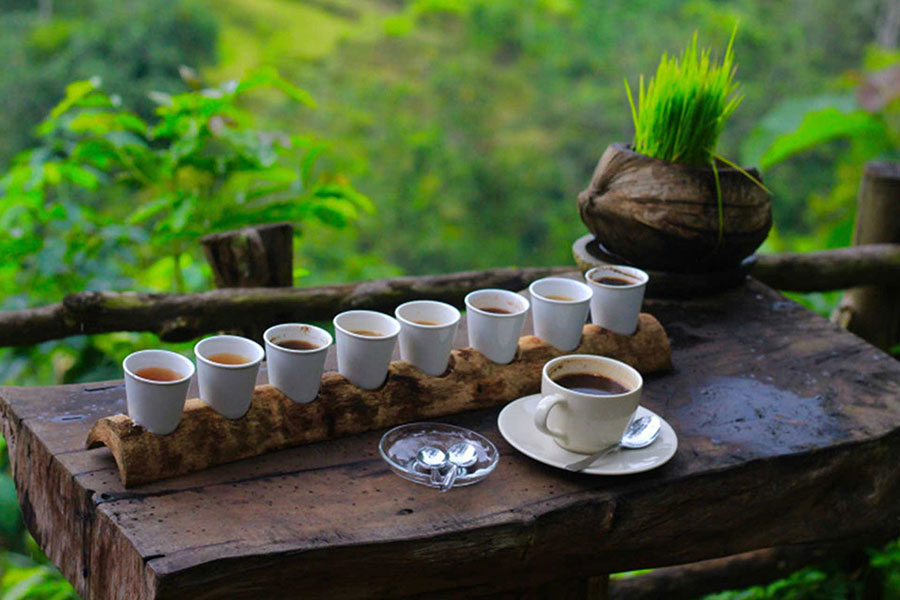 coffe plantation, gianyar places of interest