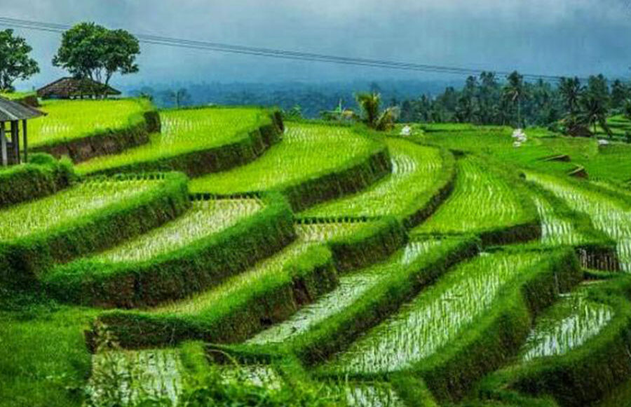 pupuan rice terrace, tabanan places of interest