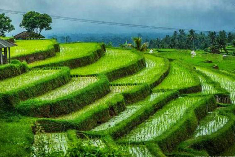 pupuan rice terrace, tabanan places of interest